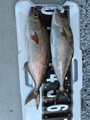 カンパチの釣果