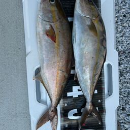 カンパチ