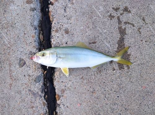 ワカシの釣果