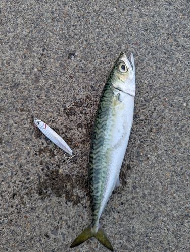 マサバの釣果