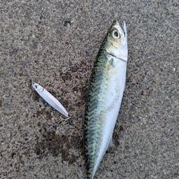 マサバ