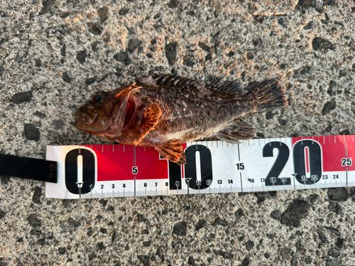 ムラソイの釣果