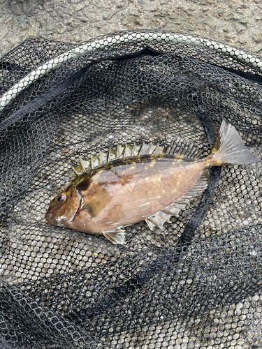 アイゴの釣果