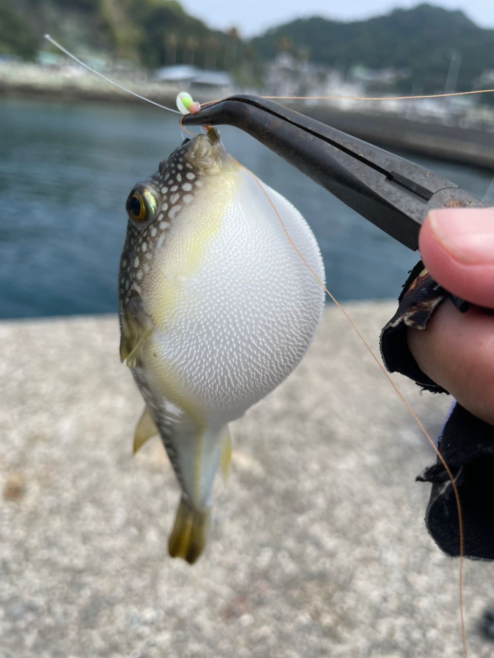 アイゴ