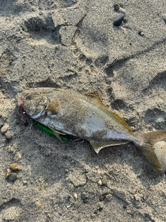モジャコの釣果