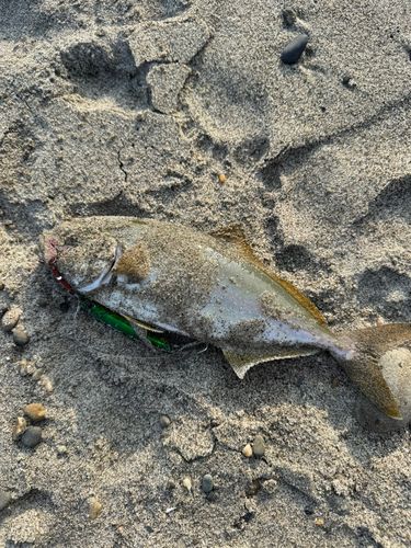 モジャコの釣果