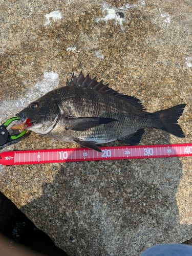 チヌの釣果