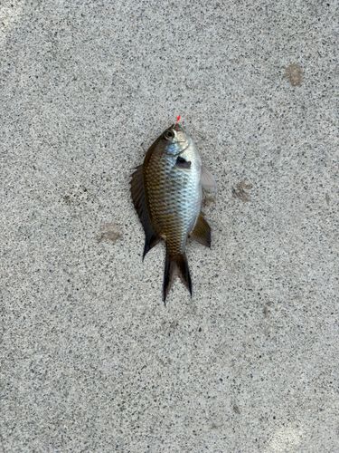 スズメダイの釣果