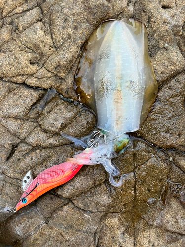 アオリイカの釣果