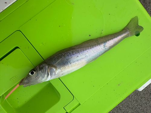 シロギスの釣果