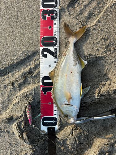 カンパチの釣果