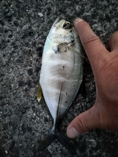 メッキの釣果