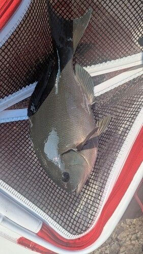 オナガグレの釣果