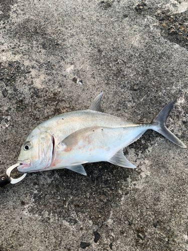 メッキの釣果