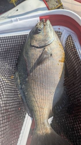イズスミの釣果