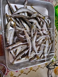 カマスの釣果