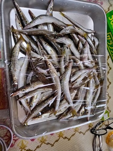カマスの釣果
