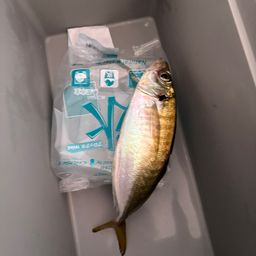 アジ