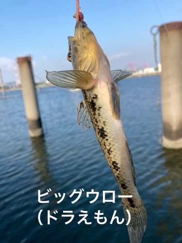 マハゼの釣果