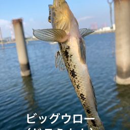 マハゼ