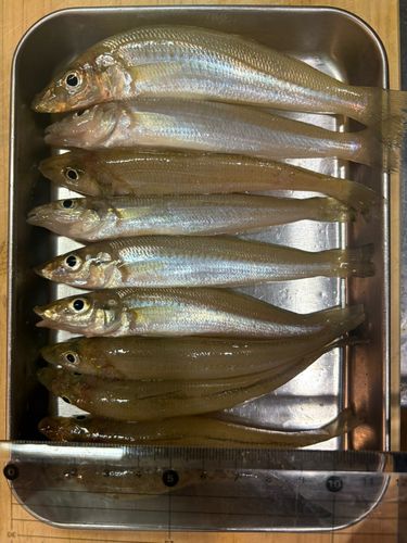 キスの釣果
