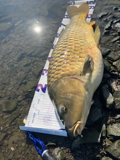 コイの釣果