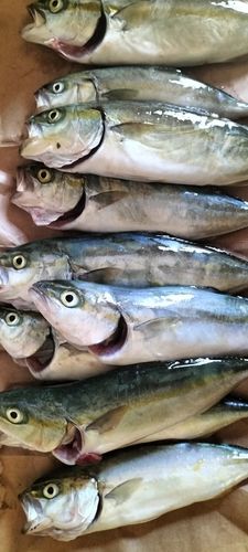 ツバスの釣果