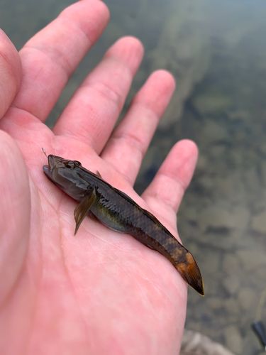 ヨシノボリの釣果