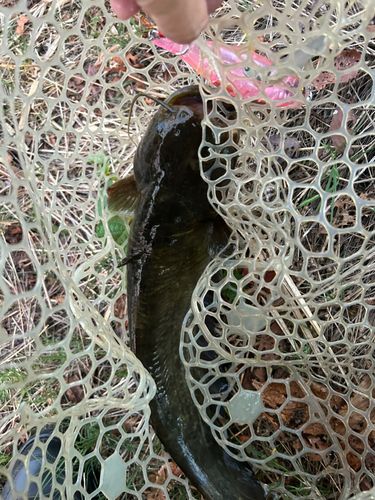 ナマズの釣果