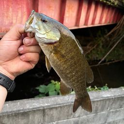 スモールマウスバス