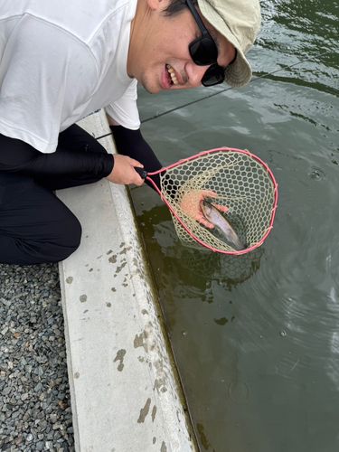ニジマスの釣果