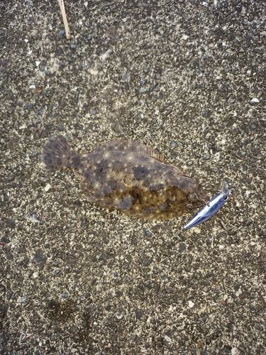 ヒラメの釣果
