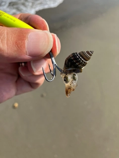イカの釣果