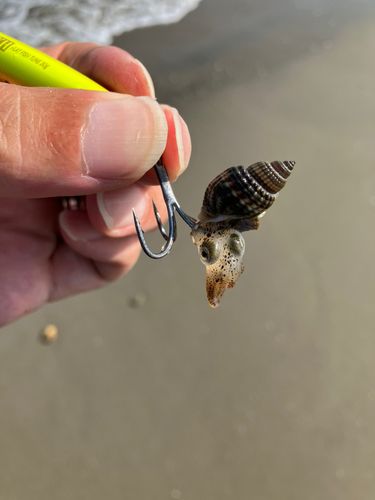 イカの釣果
