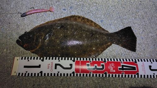 ヒラメの釣果