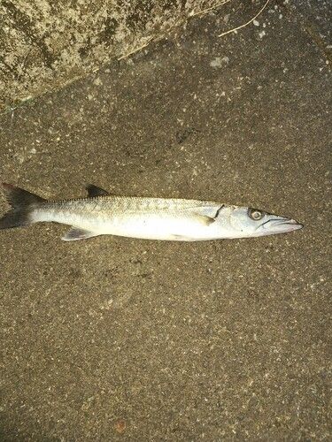 オニカマスの釣果
