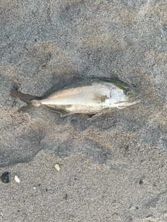 ショゴの釣果