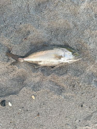ショゴの釣果