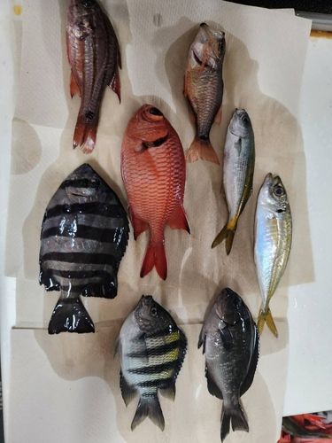 アカマツカサの釣果