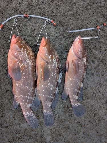 アコウの釣果