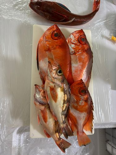 チカメキントキの釣果