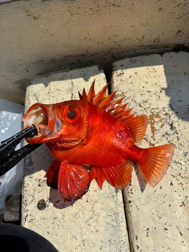 チカメキントキの釣果