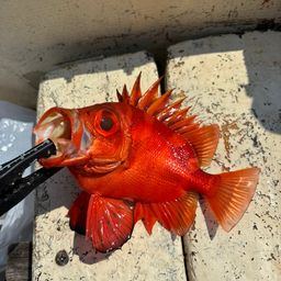 チカメキントキ