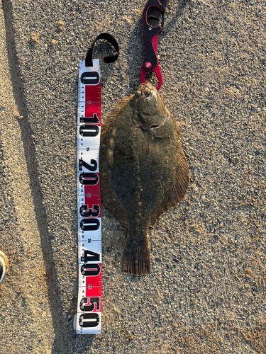 イシガレイの釣果