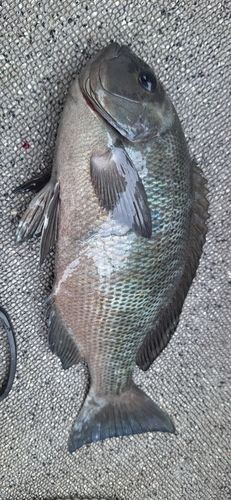 メジナの釣果