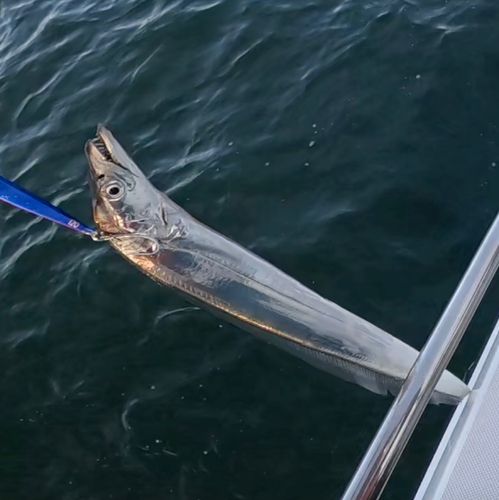 タチウオの釣果