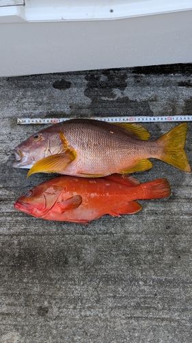 シブダイの釣果