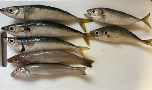 キスの釣果
