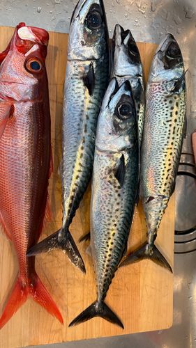 ハチビキの釣果