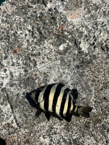 シマダイの釣果